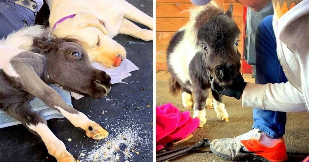 Tiniest Dwarf Horse Learns to Walk With The Help From Doggy Friend